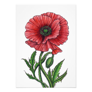 Rode papaver, waterverf en inkt foto afdruk