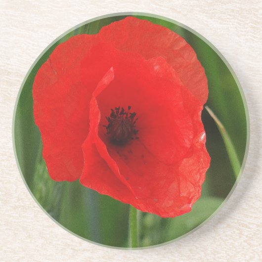 Rode papaver zandsteen onderzetter (Voorkant)