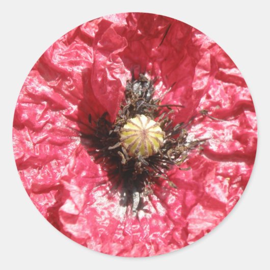  rode papaverblaasjes macrostickers ronde sticker (Voorkant)
