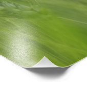 Rode papaverbloem bij tarwegewas, Toscane; Foto Afdruk (Hoek)