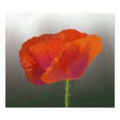 Rode papaverbloem Foto afdrukken (Voorkant)