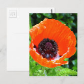 Rode papaverfoto briefkaart (Voorkant / Achterkant)