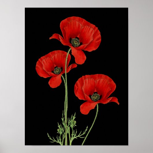  rode papavers botanische afdrukken poster (Voorkant)