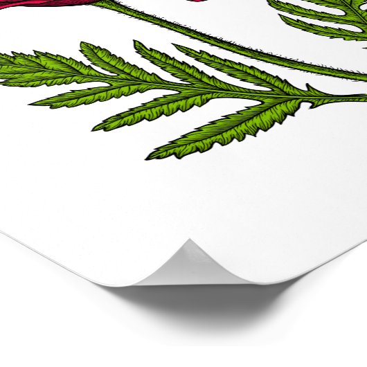 Rode papavertekening 3 poster (Hoek)