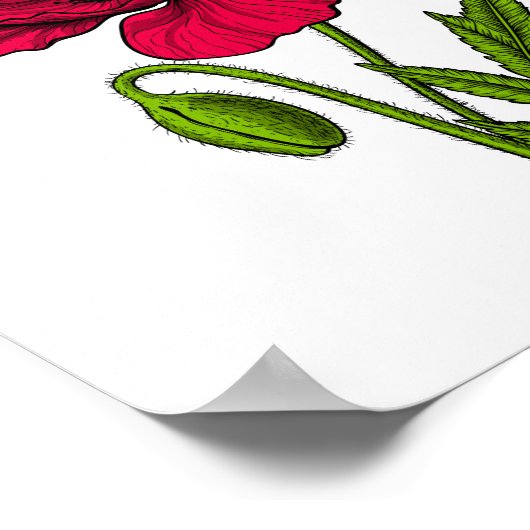 Rode papavertekening poster (Hoek)