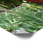 rode papegaai poster (Hoek)