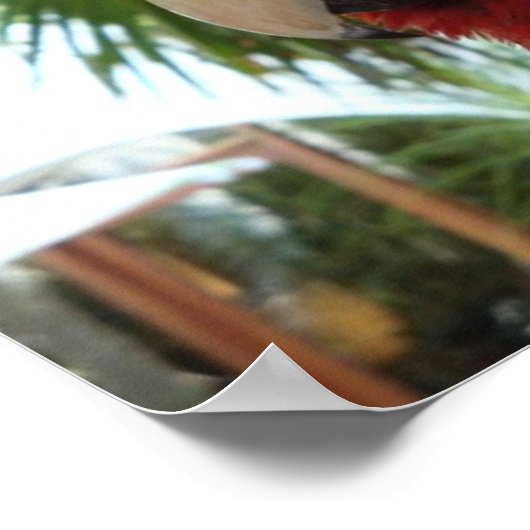  rode papegaai poster (Hoek)