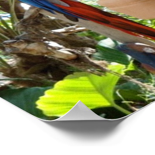 rode papegaai poster (Hoek)