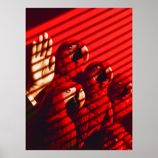 Rode papegaaien en een hand poster (Voorkant)