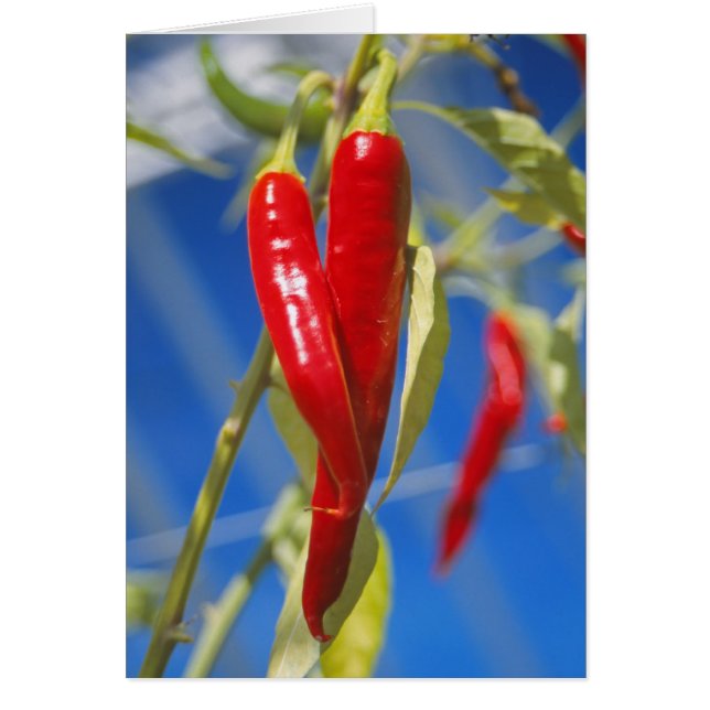 Rode paprika (Voorkant)