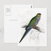 Rode Parrakeet (Vrouw) door Edward Lear Briefkaart (Voorkant / Achterkant)