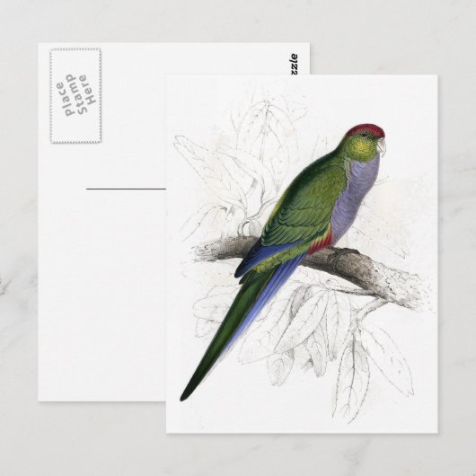 Rode Parrakeet (Vrouw) door Edward Lear Briefkaart (Voorkant / Achterkant)