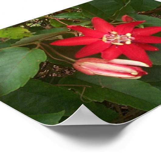 Rode passie poster (Hoek)