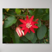 Rode passie poster (Voorkant)