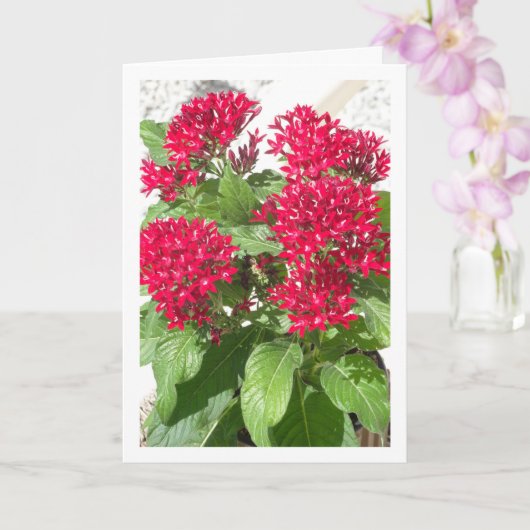 Rode Pentas, Egyptische ster Bloem Portret Kaart (Orchidee)