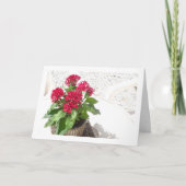 Rode pentas, Egyptische sterbloem Kaart (Voorkant)