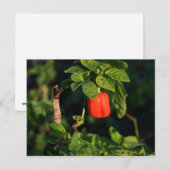 rode peper met hete peper tegen bladeren briefkaart (Voorkant / Achterkant)