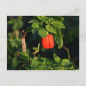 rode peper met hete peper tegen bladeren briefkaart (Voorkant)