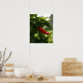 Rode pepper in de regen poster (Keuken)