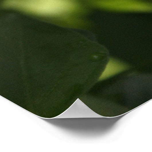 Rode pepper in de regen poster (Hoek)