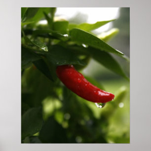 Rode pepper in de regen poster