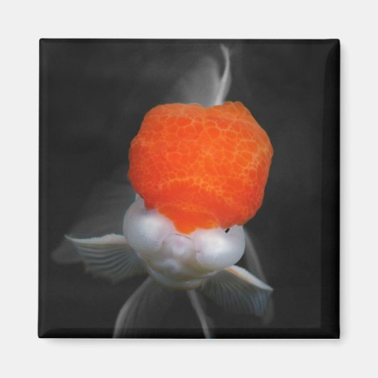 Rode Pet Oranda Goldfish Magnet (Voorkant)