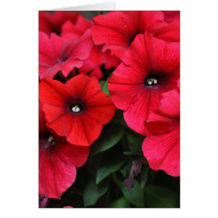 Rode petunia bloemen