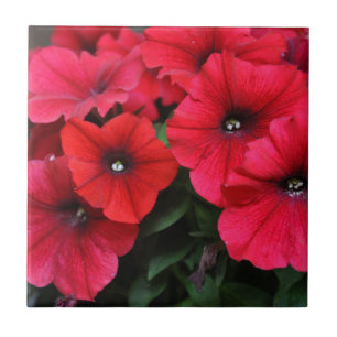 Rode petunia bloemen tegeltje
