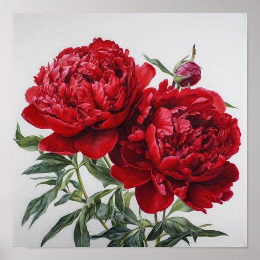 Rode Pioen Bloem Kunstprint Poster (Voorkant)