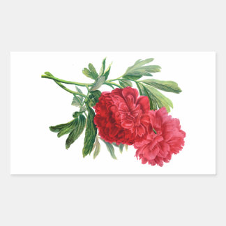 Rode pioenen uit de Natuur getrokken Rechthoekige Sticker