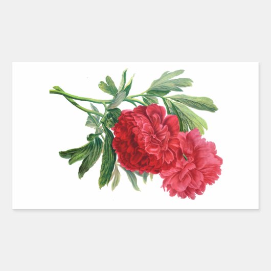 Rode pioenen uit de Natuur getrokken Rechthoekige Sticker (Voorkant)