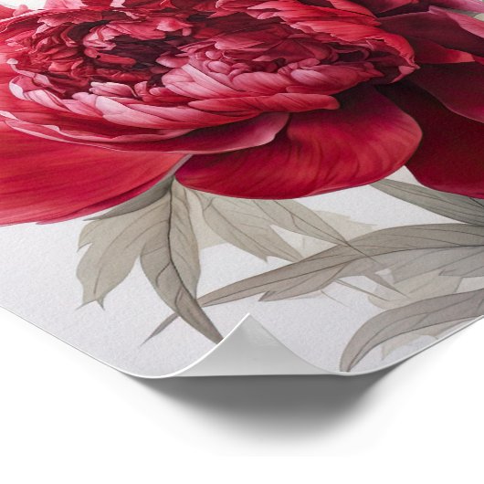 Rode Pioenrozen Bloemen Art Print Poster (Hoek)