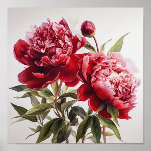 Rode Pioenrozen Bloemen Art Print Poster (Voorkant)