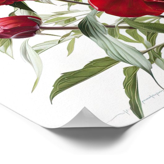 Rode Pioenrozen Bloemen Art Print Poster (Hoek)