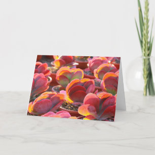 Rode Plant Succulerend Wenskaart Kaart