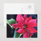 Rode Poinsettia Briefkaart (Voorkant / Achterkant)