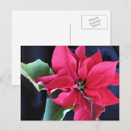 Rode Poinsettia Briefkaart (Voorkant / Achterkant)