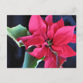 Rode Poinsettia Briefkaart (Voorkant)