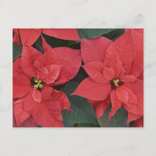 Rode Poinsettia Detail (Euphorbia pulcherrima) Briefkaart