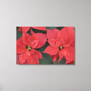 Rode Poinsettia-detail (Euphorbia pulcherrima) Canvas Afdruk
