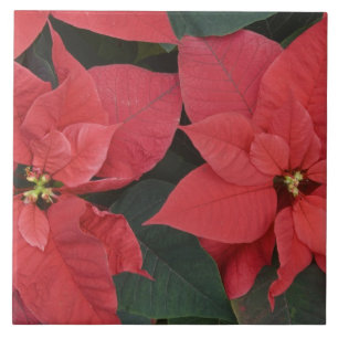 Rode Poinsettia Detail (Euphorbia pulcherrima) Tegeltje