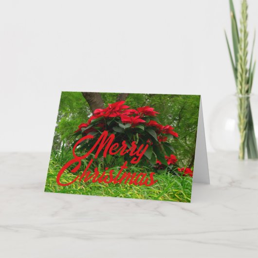 Rode Poinsettia Feestdagen Kaart (Voorkant)