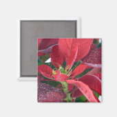 Rode Poinsettia - Magneet (Voorkant / Achterkant)