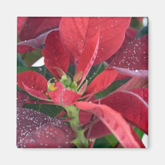 Rode Poinsettia - Magneet