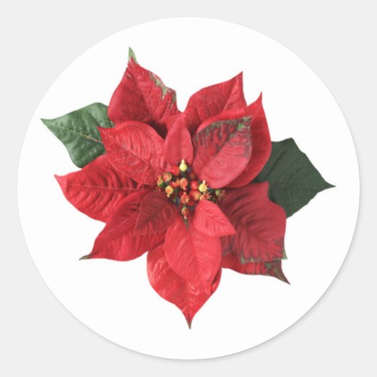 Rode Poinsettia op wit Kerst sticker (Voorkant)