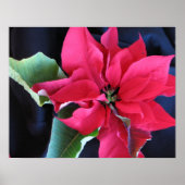 Rode Poinsettia Poster (Voorkant)