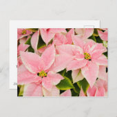 Rode Poinsettia's Feestdagenkaart (Voorkant / Achterkant)