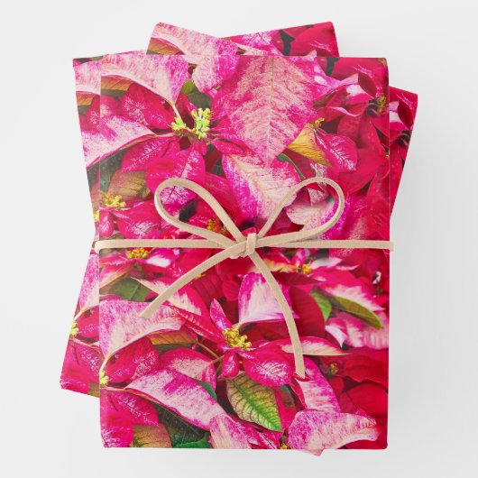 Rode Poinsettias Kerstmis Bloemen Patroon Inpakpapier Vel (In situ)