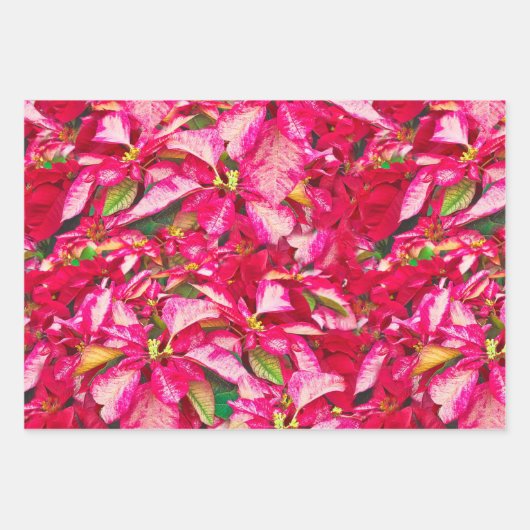 Rode Poinsettias Kerstmis Bloemen Patroon Inpakpapier Vel (Voorkant)