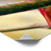 Rode Pompadour Cotinga Poster (Hoek)